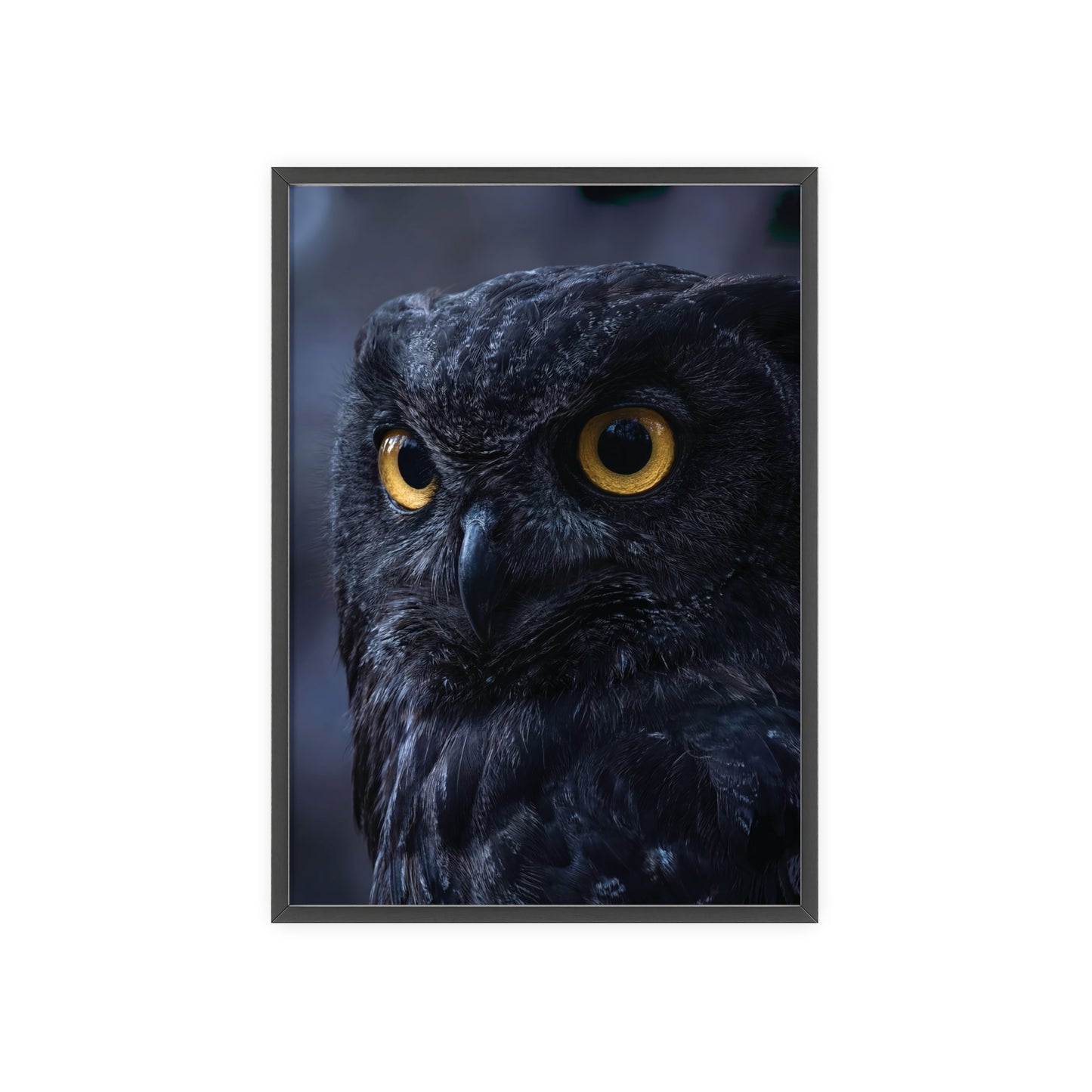 Black Owl Portrait Poster with Wooden Frame | Dramatic Wildlife Wall Art